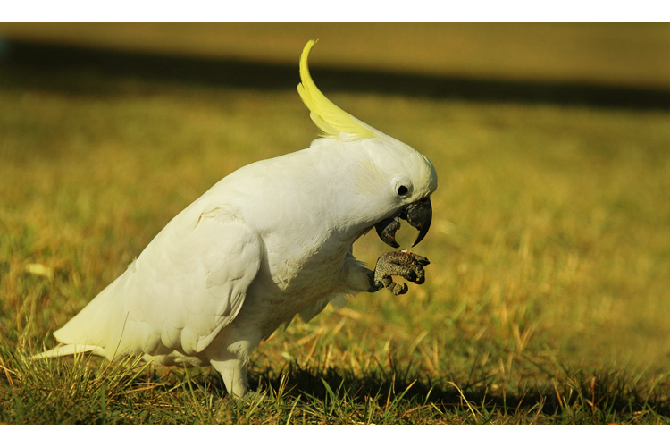 Cockatoo I